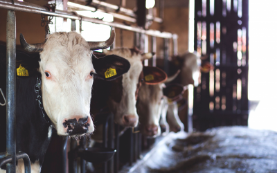 Ferrero-Arla partnership puts farm-level data at the heart of dairy procurement
