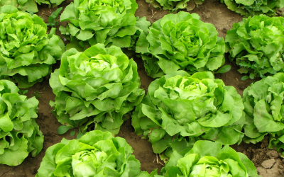 British Growers Association welcomes Live Farmer as partner
