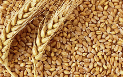 Food Management and Trade Company expands wheat procurement in Kailali