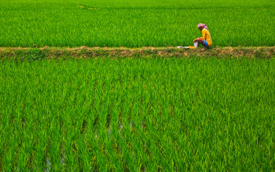 Haryana commences mustard procurement with wheat programme scheduled for April