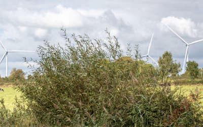 Coolderry Green Energy submits plans for north Tipperary wind farm