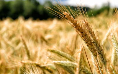 IFA proposes 100% Irish grain whiskey category