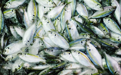 Irish Fish Processors and Exporters Association calls for urgent reset in seafood sector funding