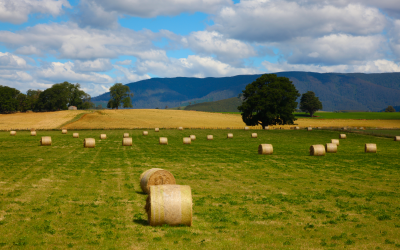 Commission highlights public procurement in recommendations for sustainable agriculture