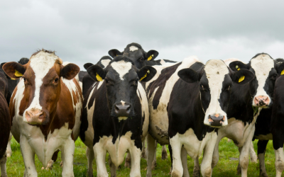 Bank of Ireland extends sustainability-linked Enviroflex loans to Irish beef sector for first time