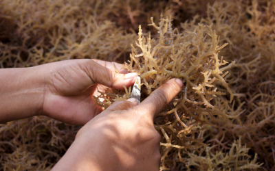 Irish-led consortium advances European institute collaboration on seaweed aquaculture