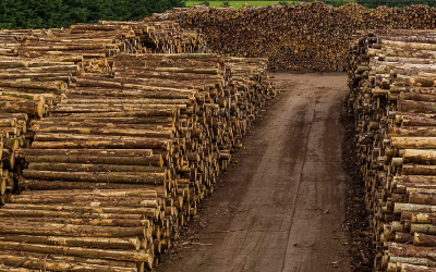Ireland’s Timber Surge Creates a New Opportunity for Strategic Public Procurement