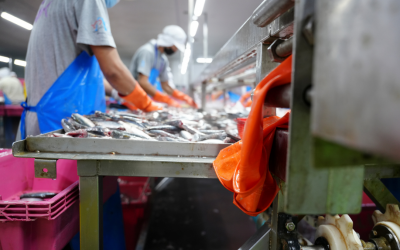 BIM advisory programme helps Irish seafood firms plan succession