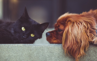 Charterhouse Capital Partners agrees £235.2m take-private deal for animal health firm Animalcare Group