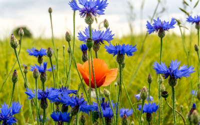 Ireland's Biodiversity Governance is Delivering and the Private Sector Opportunity is Now Open